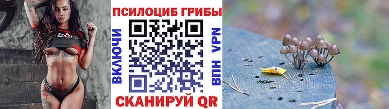 где можно купить   Новая Ладога  Галлюциногенные грибы мицелий 